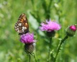 Carduus acanthoides. Соцветия с кормящейся бабочкой. Казахстан, Восточно-Казахстанская обл., Глубоковский р-н, окр. с. Зимовье. 22.06.2012.