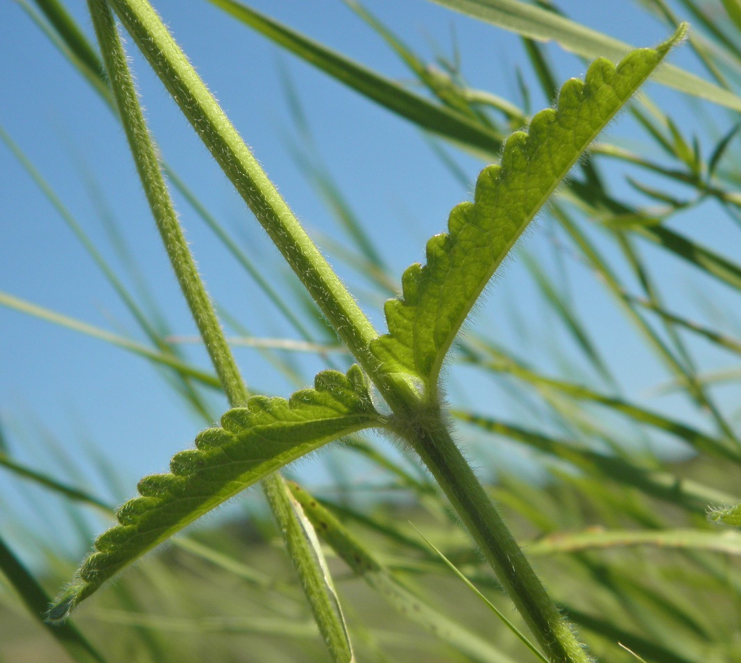 Изображение особи Betonica officinalis.