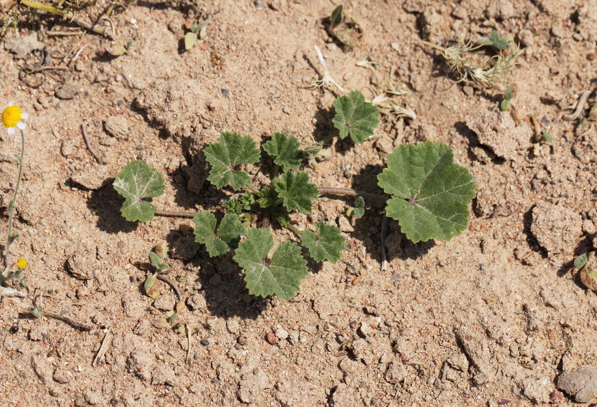 Image of genus Malva specimen.