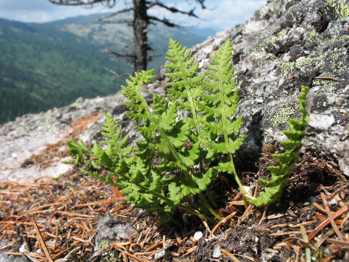 Image of Woodsia asiatica specimen.