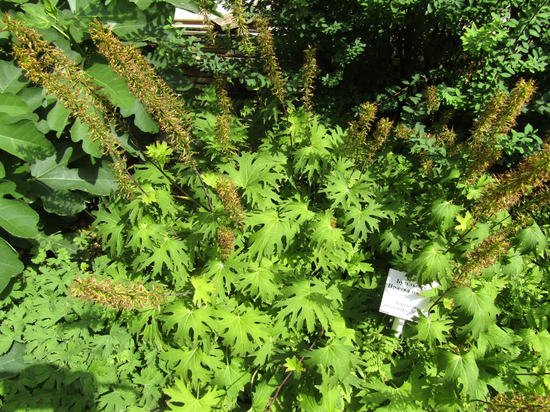 Image of Ligularia przewalskii specimen.