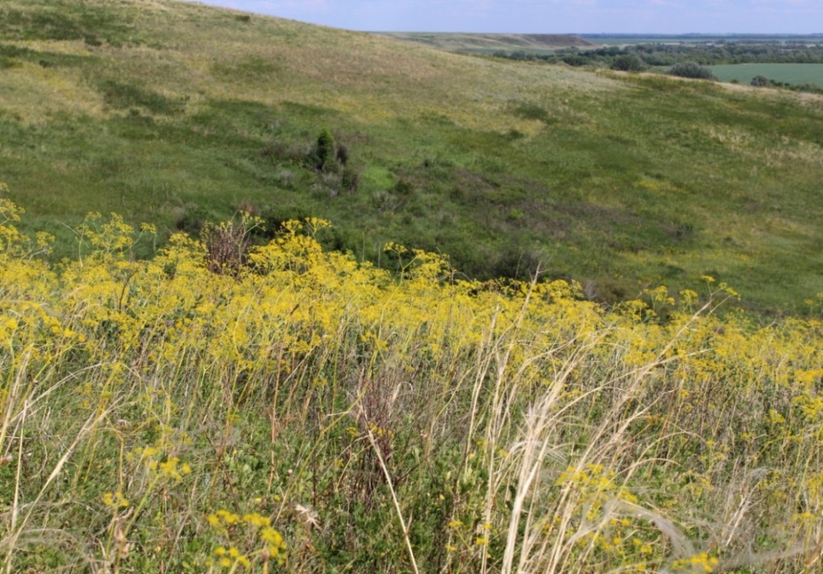 Изображение особи Ferula tatarica.