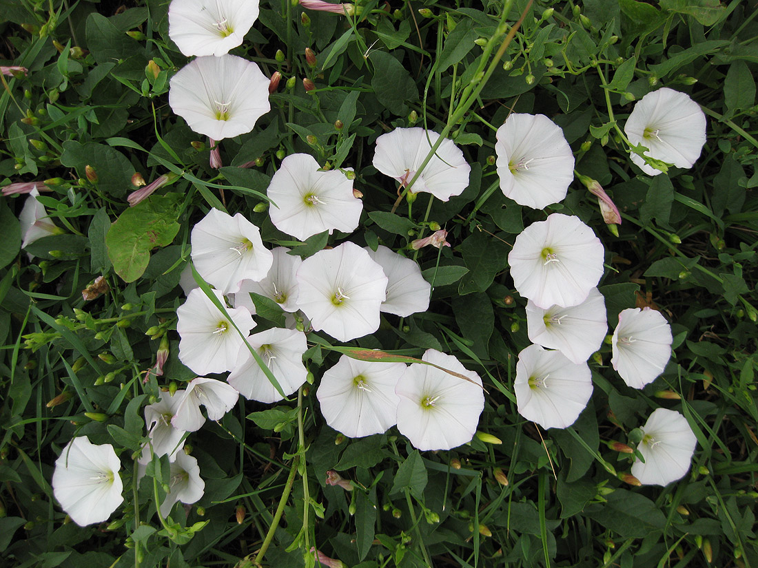 Изображение особи Convolvulus arvensis.