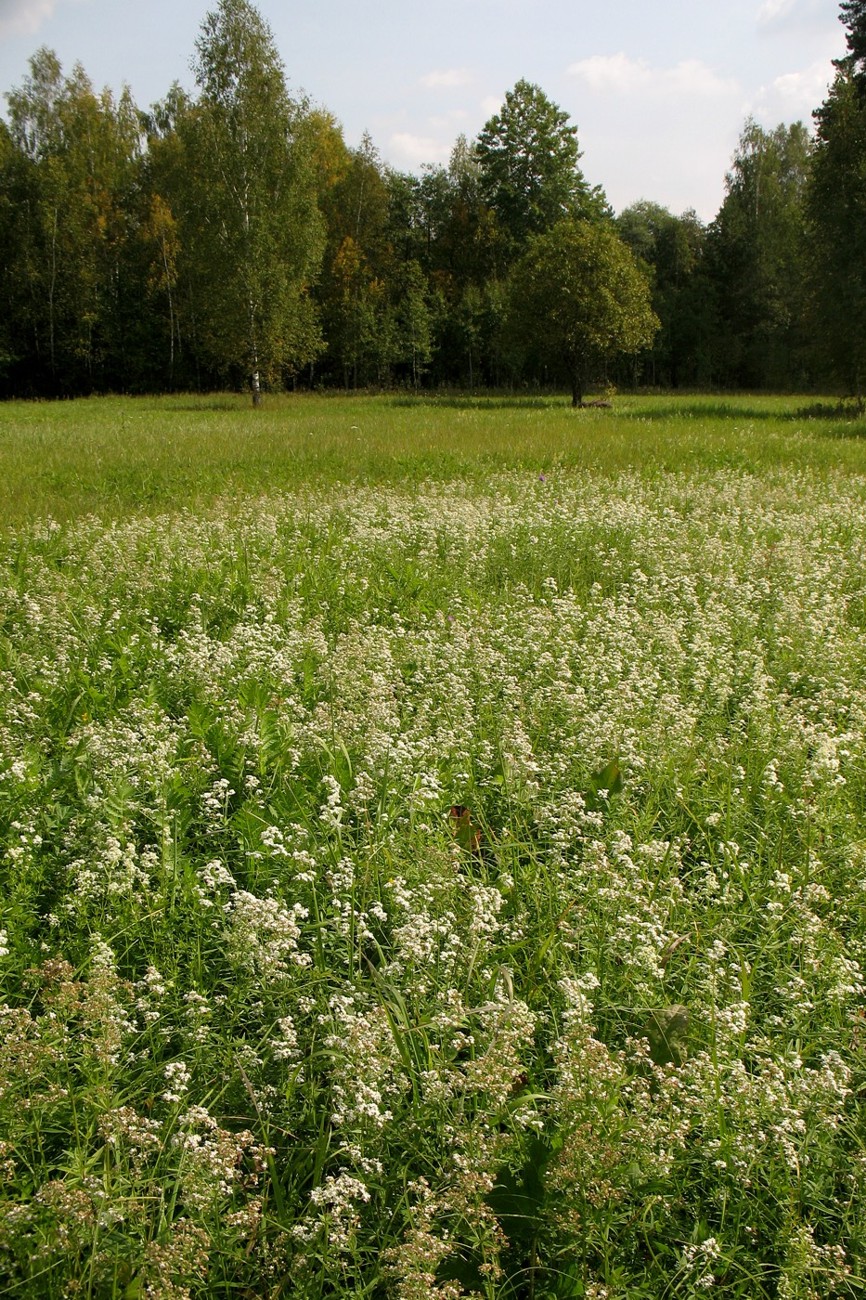 Image of Galium boreale specimen.