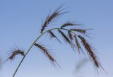 Echinochloa crus-galli