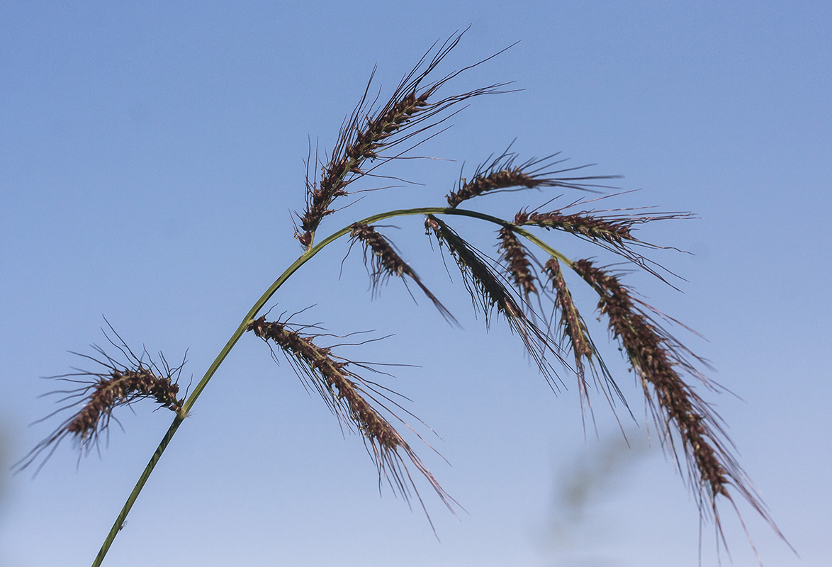 Изображение особи Echinochloa crus-galli.