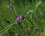 Vicia cracca. Верхушка цветущего побега. Пермский край, г. Пермь, Кировский р-н, заброшенный песчаный карьер, суходольный луг. 06.06.2019.