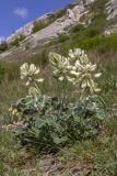 Hedysarum grandiflorum. Цветущее растение. Башкортостан, Ишимбайский р-н, подножие горы Тратау. 26.05.2019.