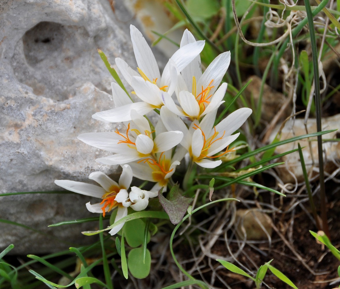 Image of Crocus veneris specimen.