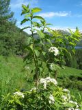 Spiraea media