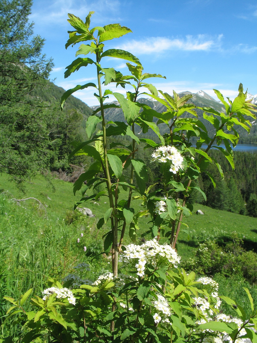 Изображение особи Spiraea media.