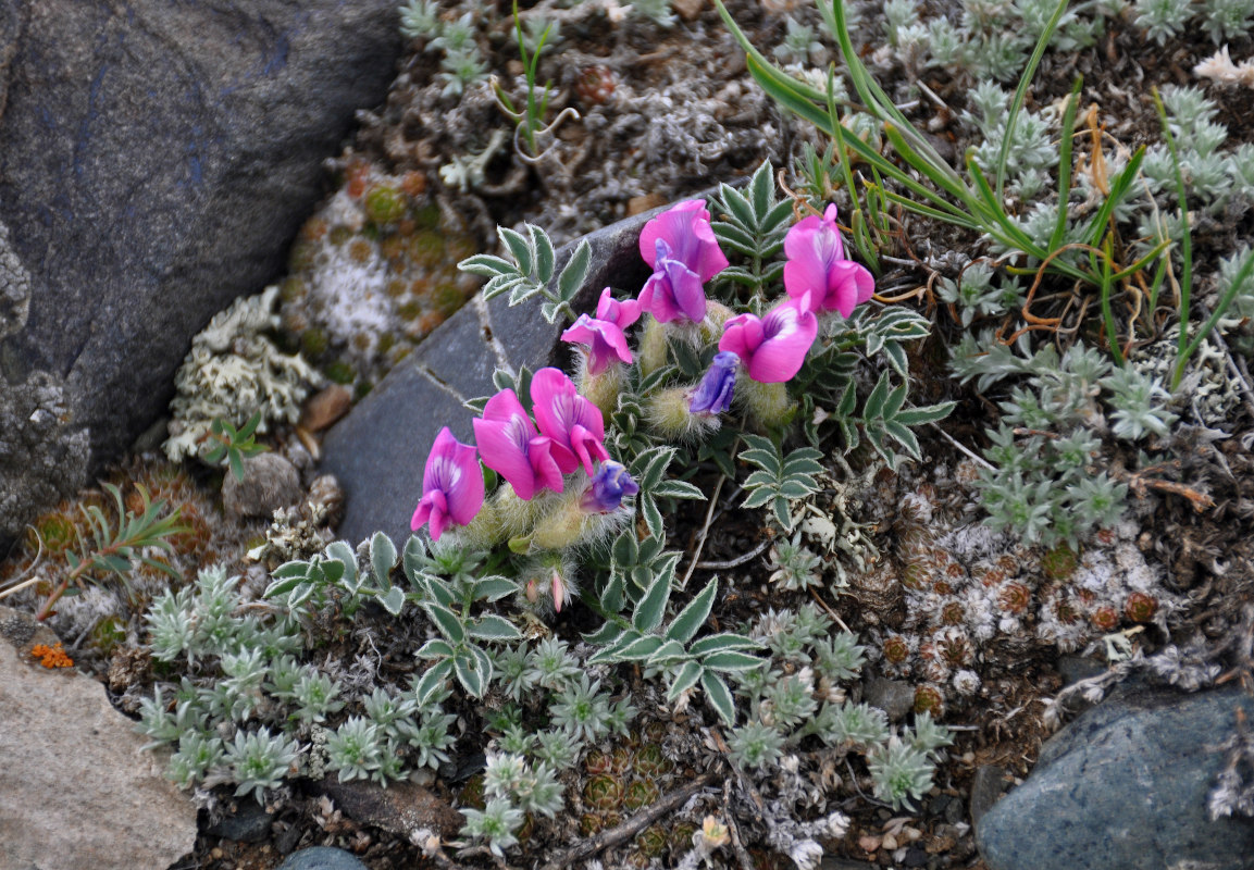 Изображение особи Oxytropis intermedia.