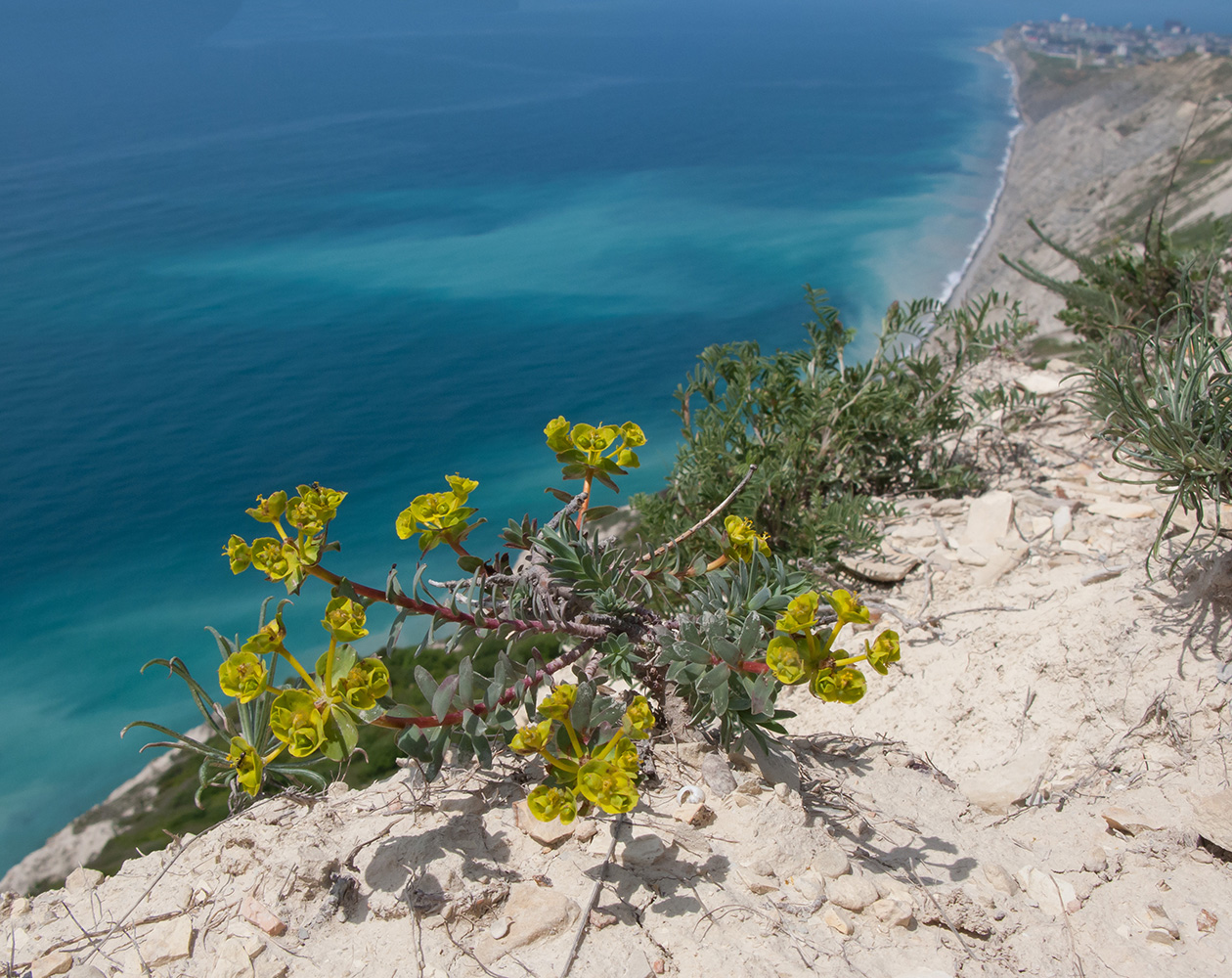 Image of Euphorbia petrophila specimen.