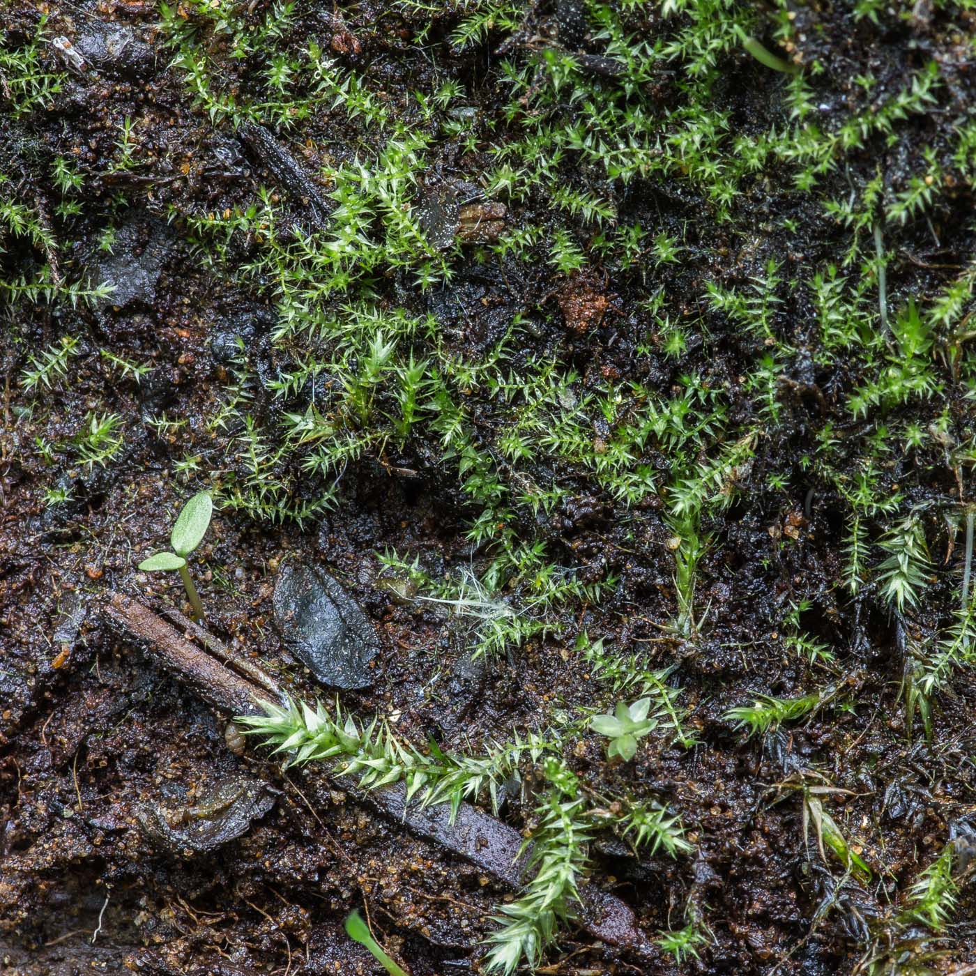 Image of Hygroamblystegium varium specimen.