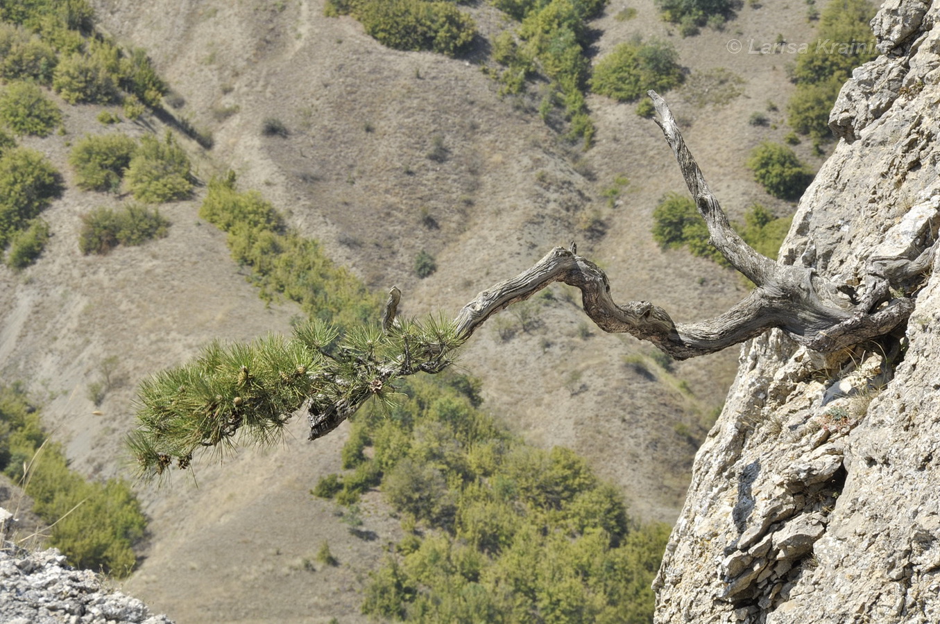 Image of genus Pinus specimen.