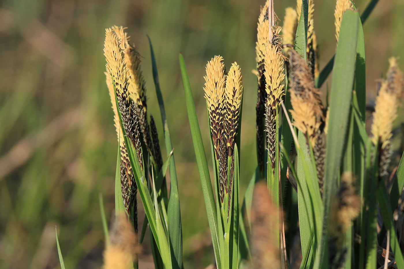 Изображение особи Carex cespitosa.