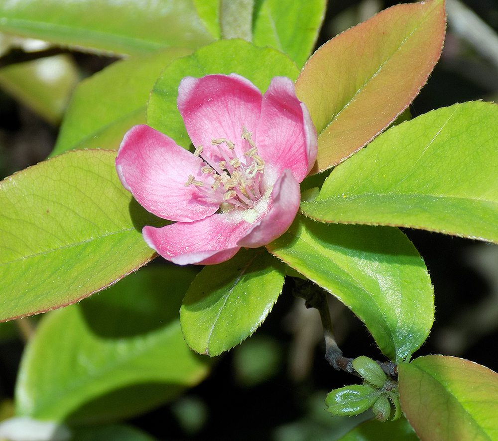 Изображение особи Pseudocydonia sinensis.