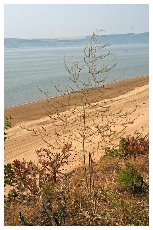 Image of Asparagus officinalis specimen.