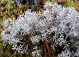 Cladonia rangiferina