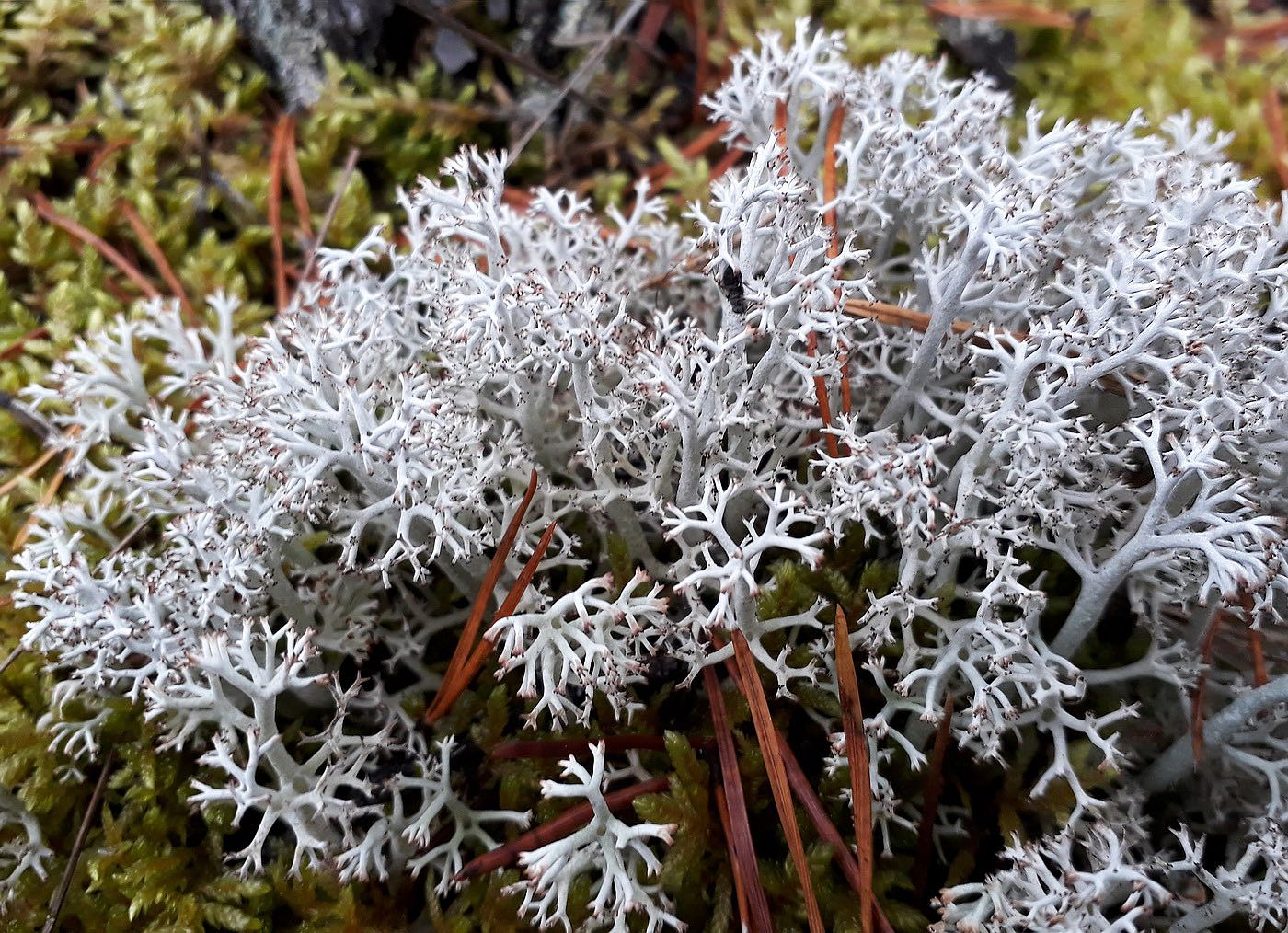 Изображение особи Cladonia rangiferina.