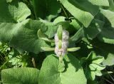Phlomoides oreophila