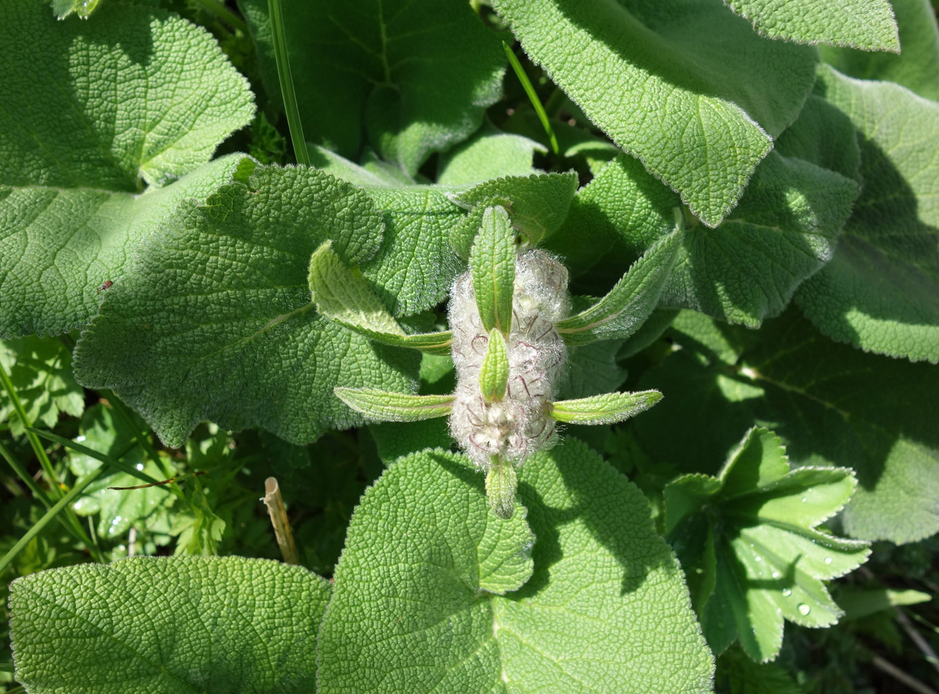 Image of Phlomoides oreophila specimen.