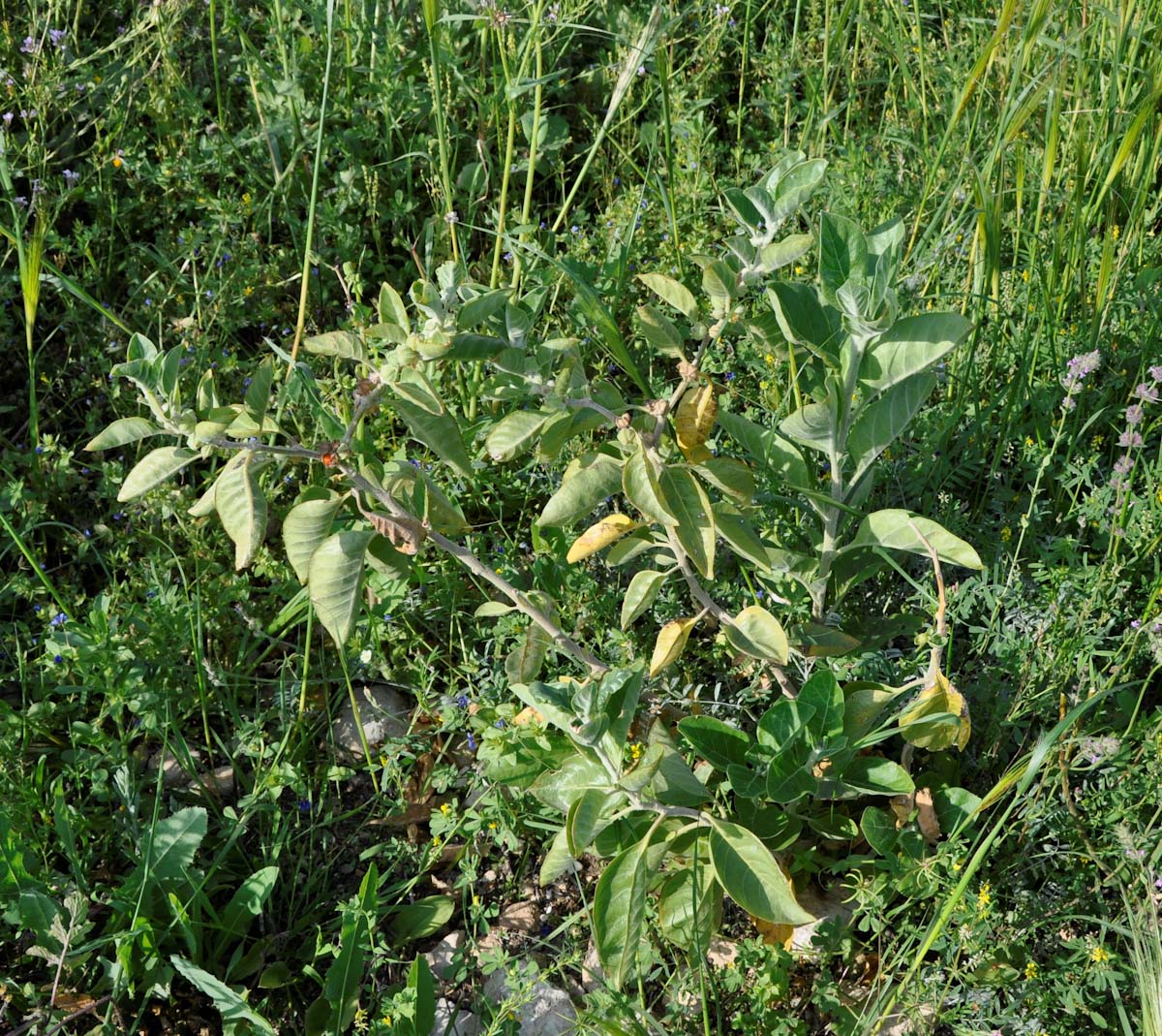 Image of Withania somnifera specimen.