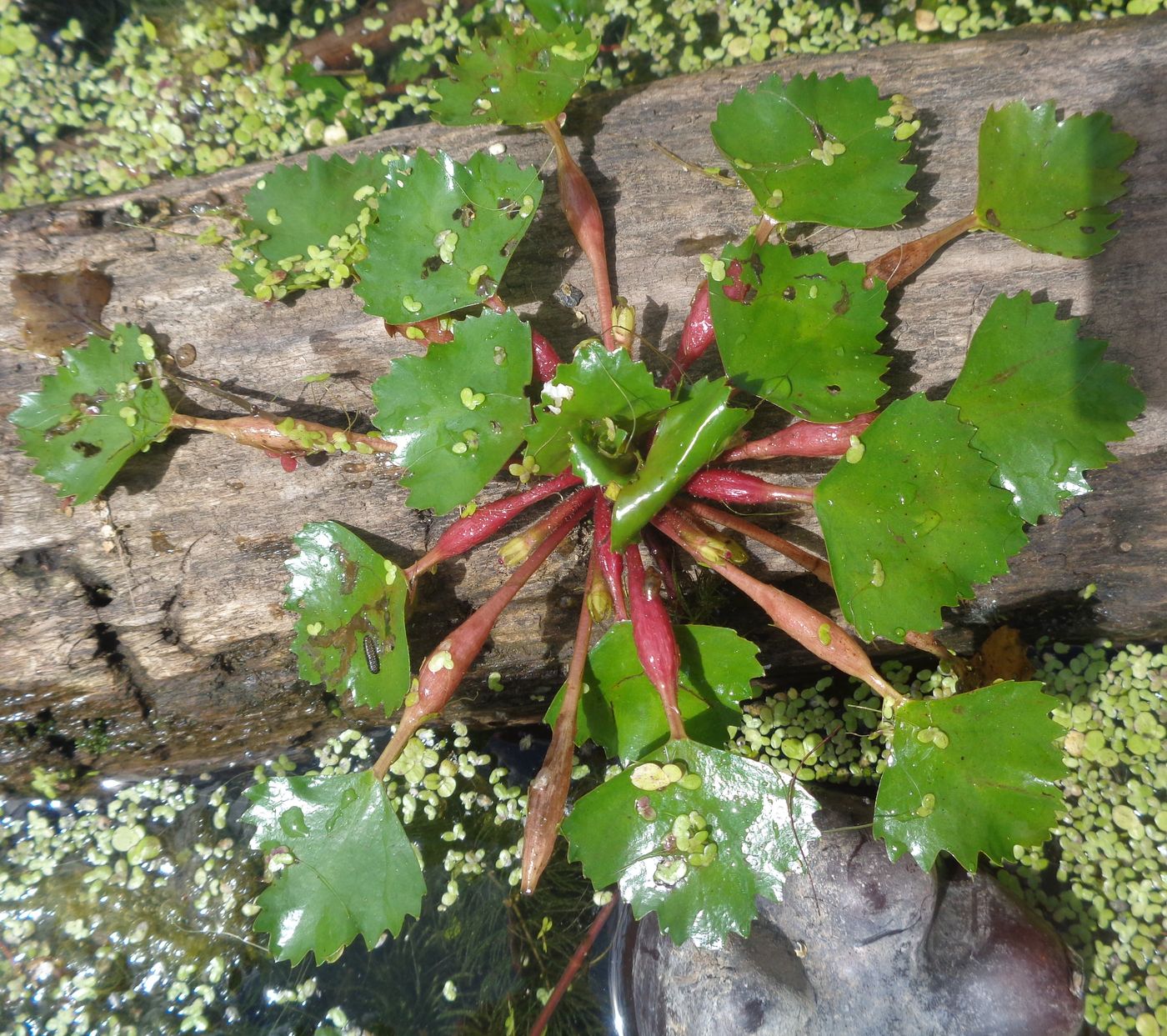 Image of Trapa natans specimen.