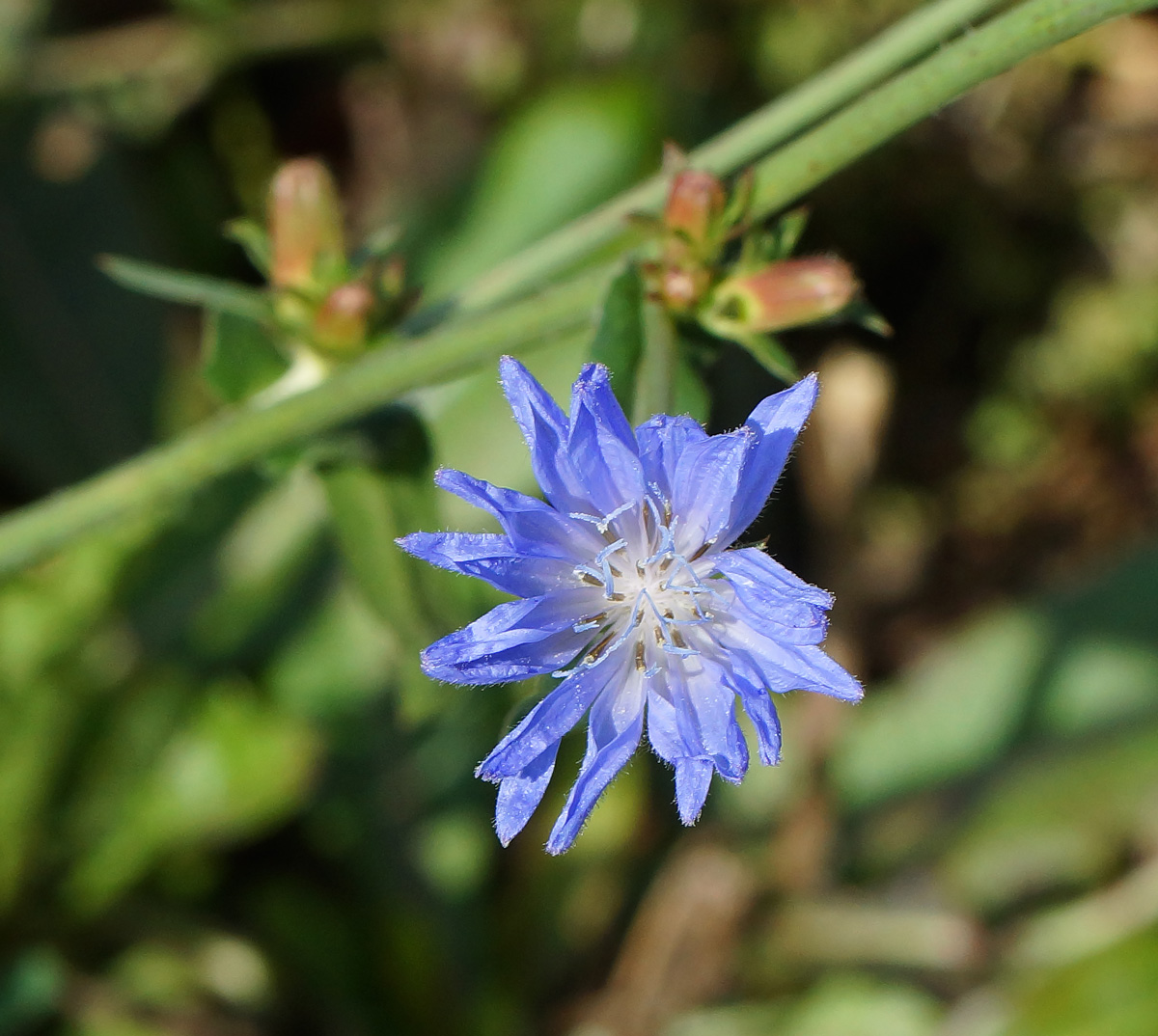Image of Cichorium intybus specimen.