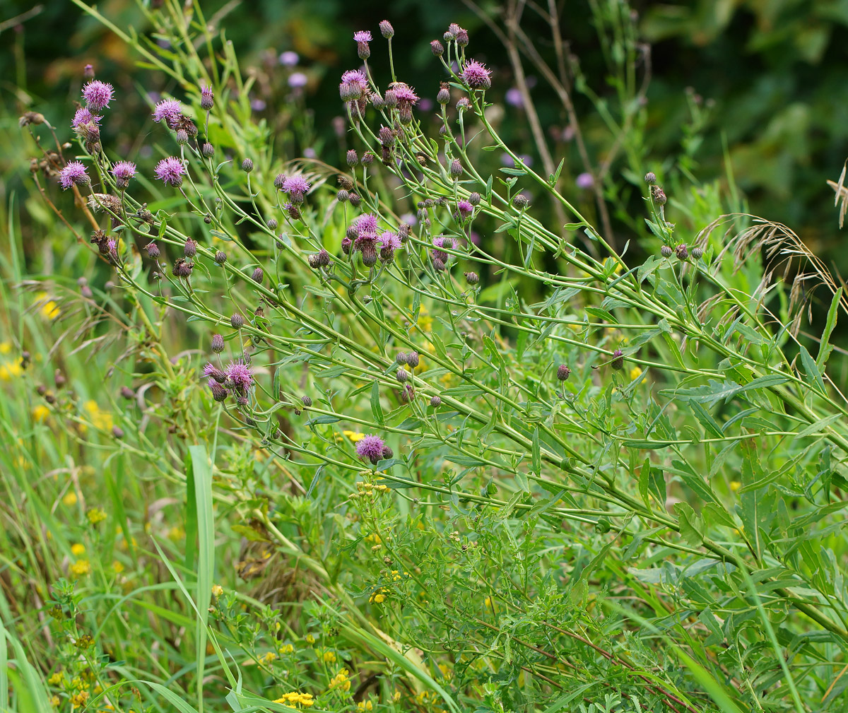 Изображение особи Cirsium setosum.