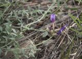 Astragalus stenoceras