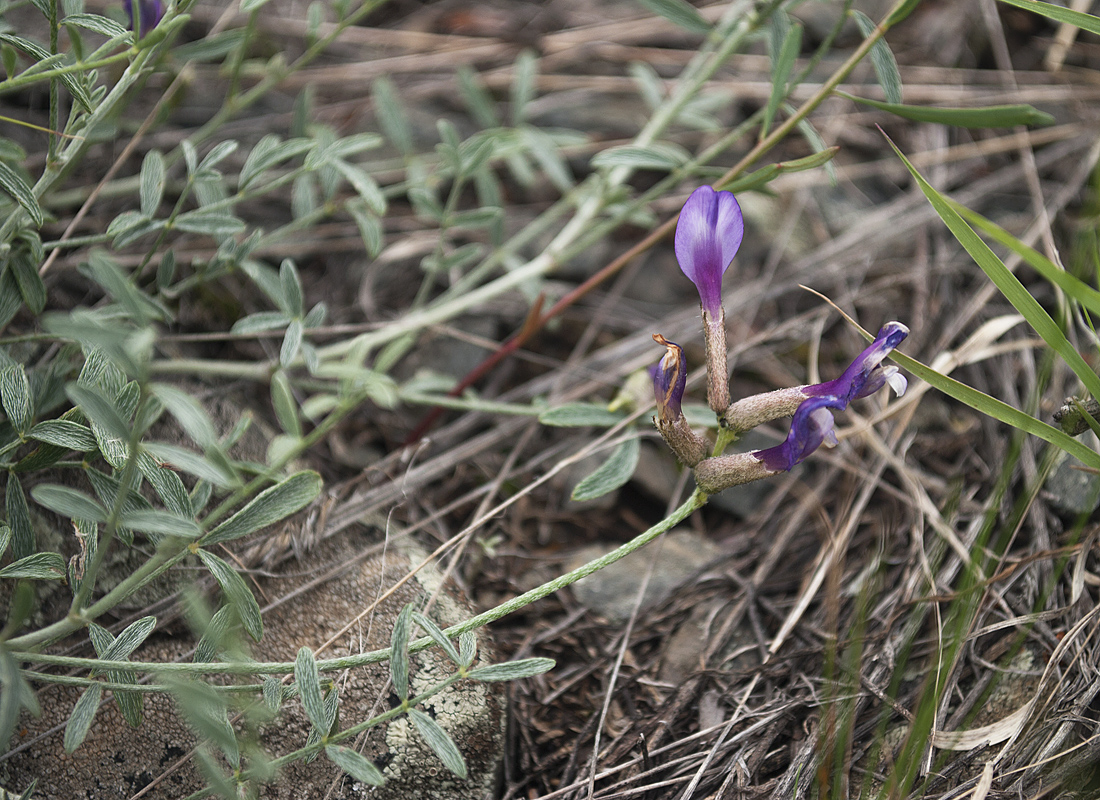 Image of Astragalus stenoceras specimen.