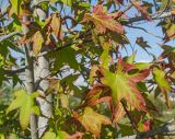 Liquidambar styraciflua. Часть кроны с листьями, принимающими осеннюю окраску. Краснодарский край, МО город-курорт Сочи, Адлерский р-н, м-н Адлер, междуречье р. Мзымта и р. Псоу, Имеретинская низменность, Орнитологический парк. 9 октября 2019 г.