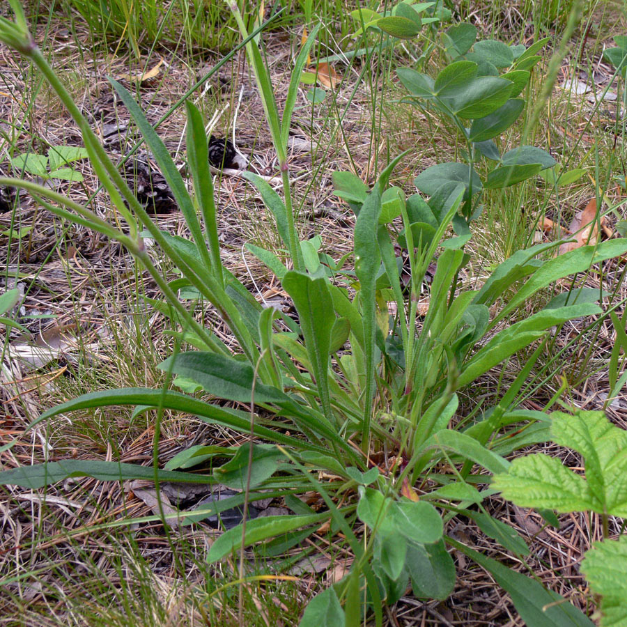 Image of Silene nutans specimen.
