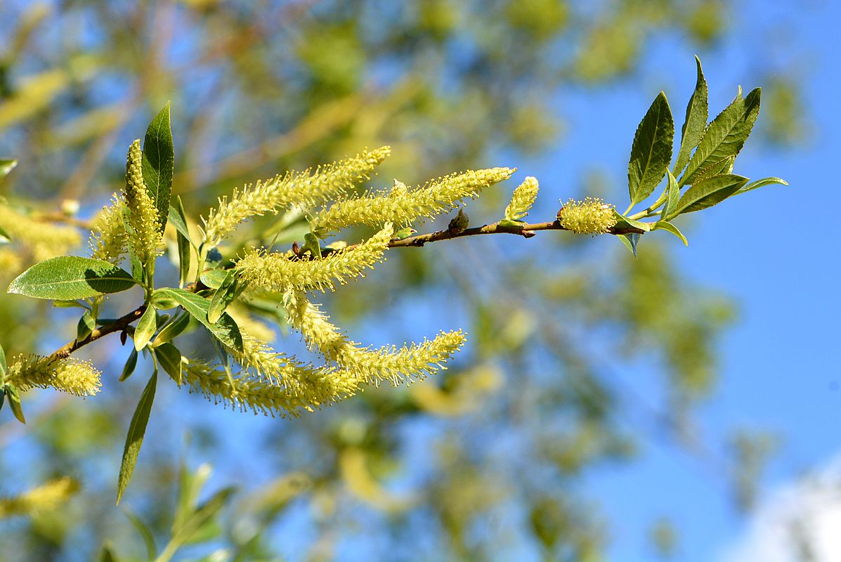 Image of Salix triandra specimen.