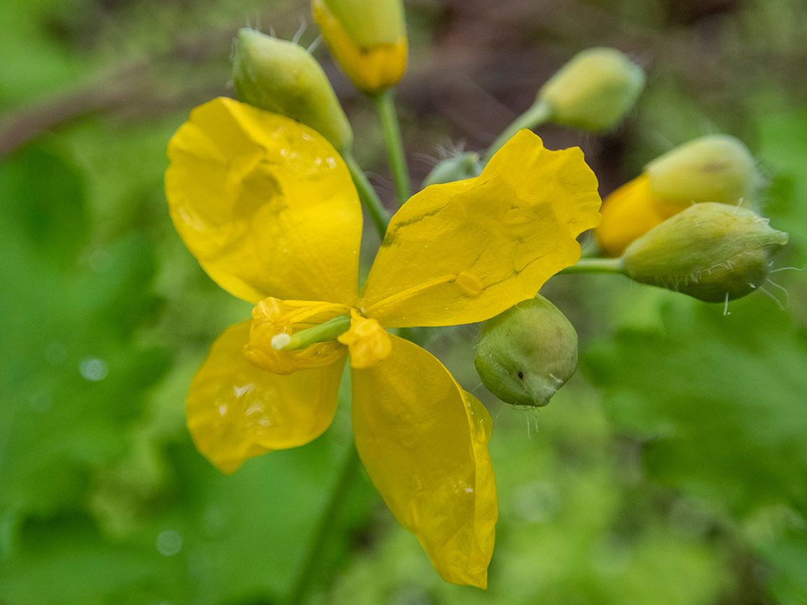 Изображение особи Chelidonium majus.