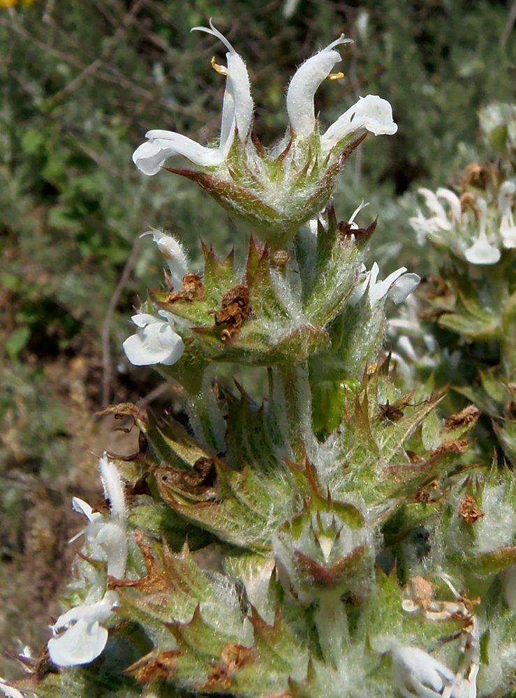 Изображение особи Salvia aethiopis.