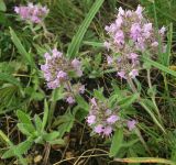 Thymus markhotensis