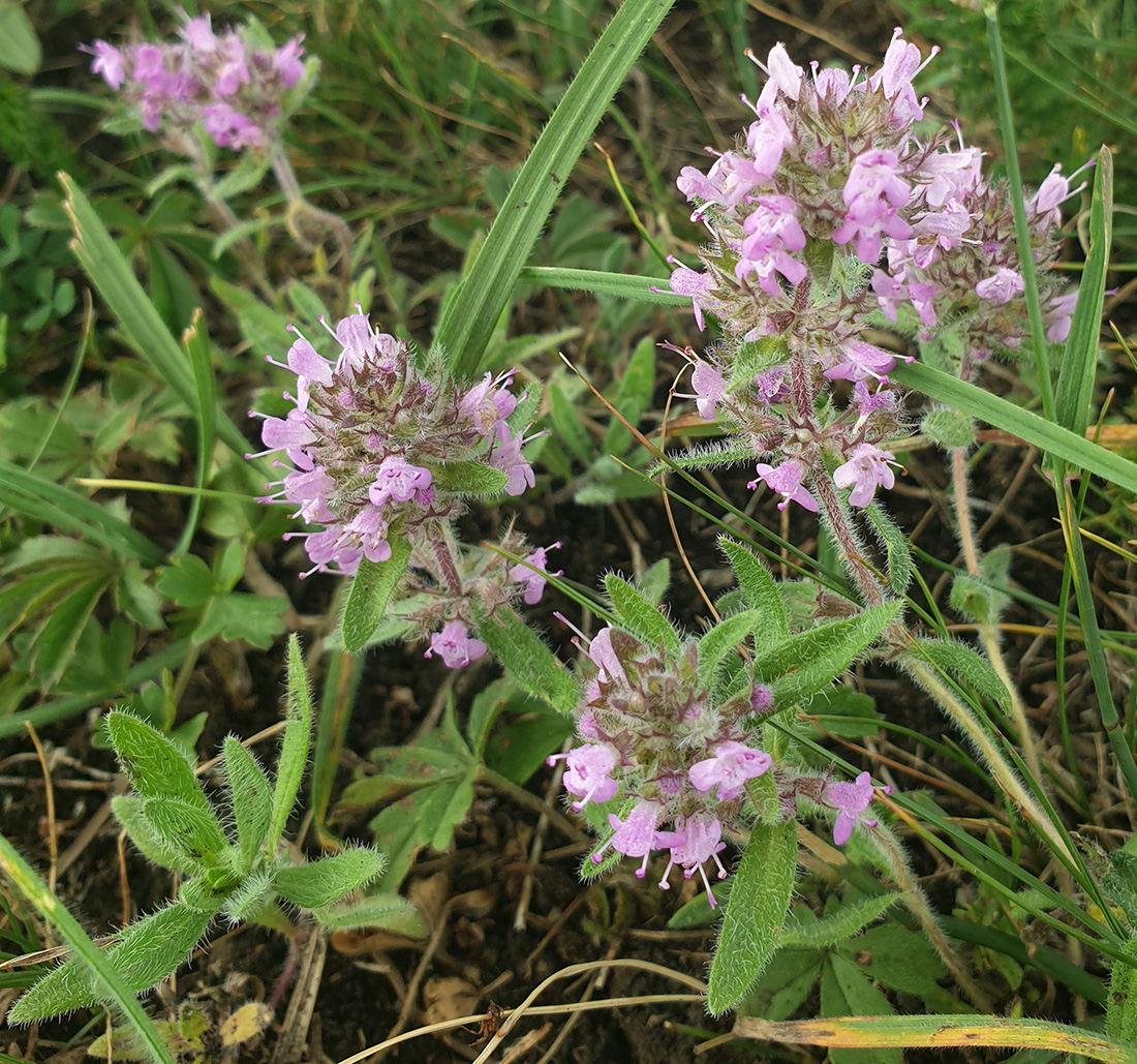 Image of Thymus markhotensis specimen.