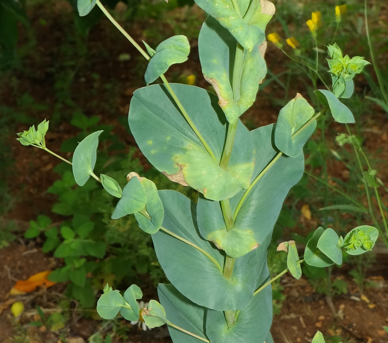 Изображение особи Bupleurum rotundifolium.