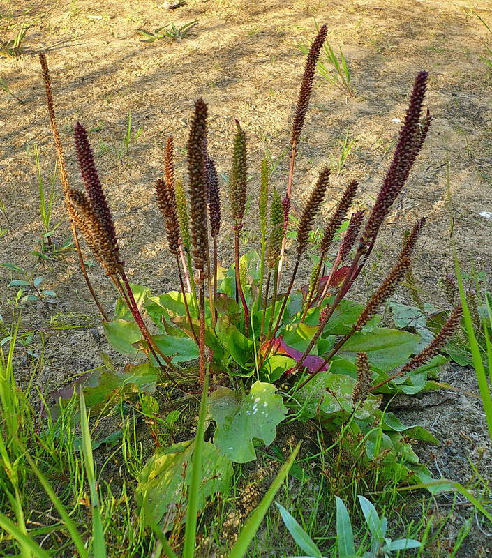 Изображение особи Plantago major.