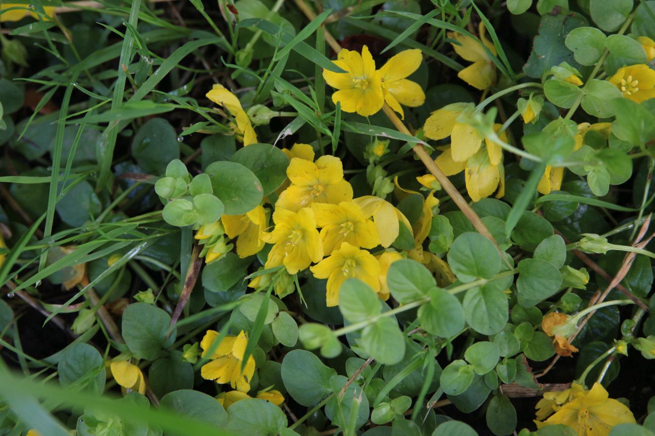 Изображение особи Lysimachia nummularia.