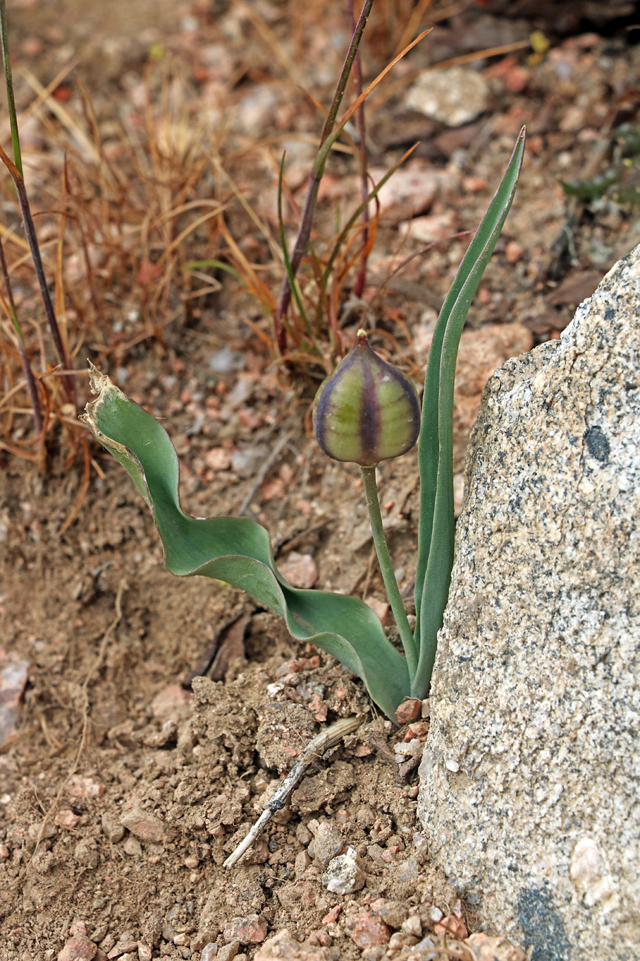 Image of Tulipa dasystemon specimen.