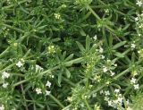 Galium pseudohumifusum