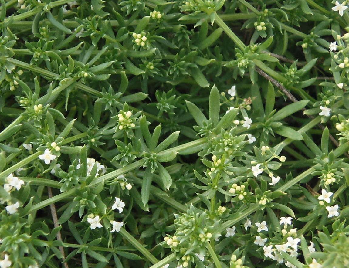 Image of Galium pseudohumifusum specimen.