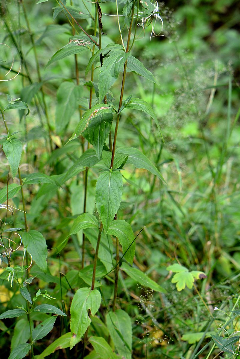 Изображение особи Epilobium montanum.