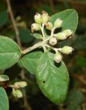 Cotoneaster nummularius