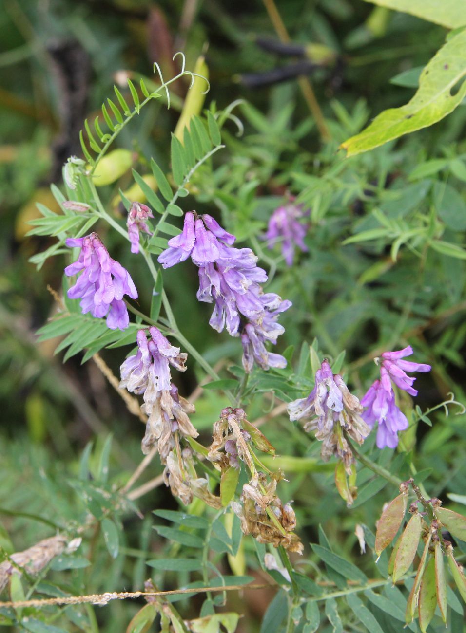 Image of Vicia cracca specimen.