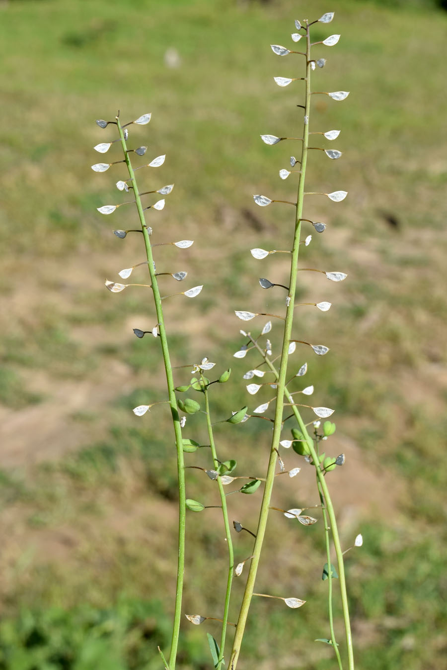 Image of Microthlaspi perfoliatum specimen.