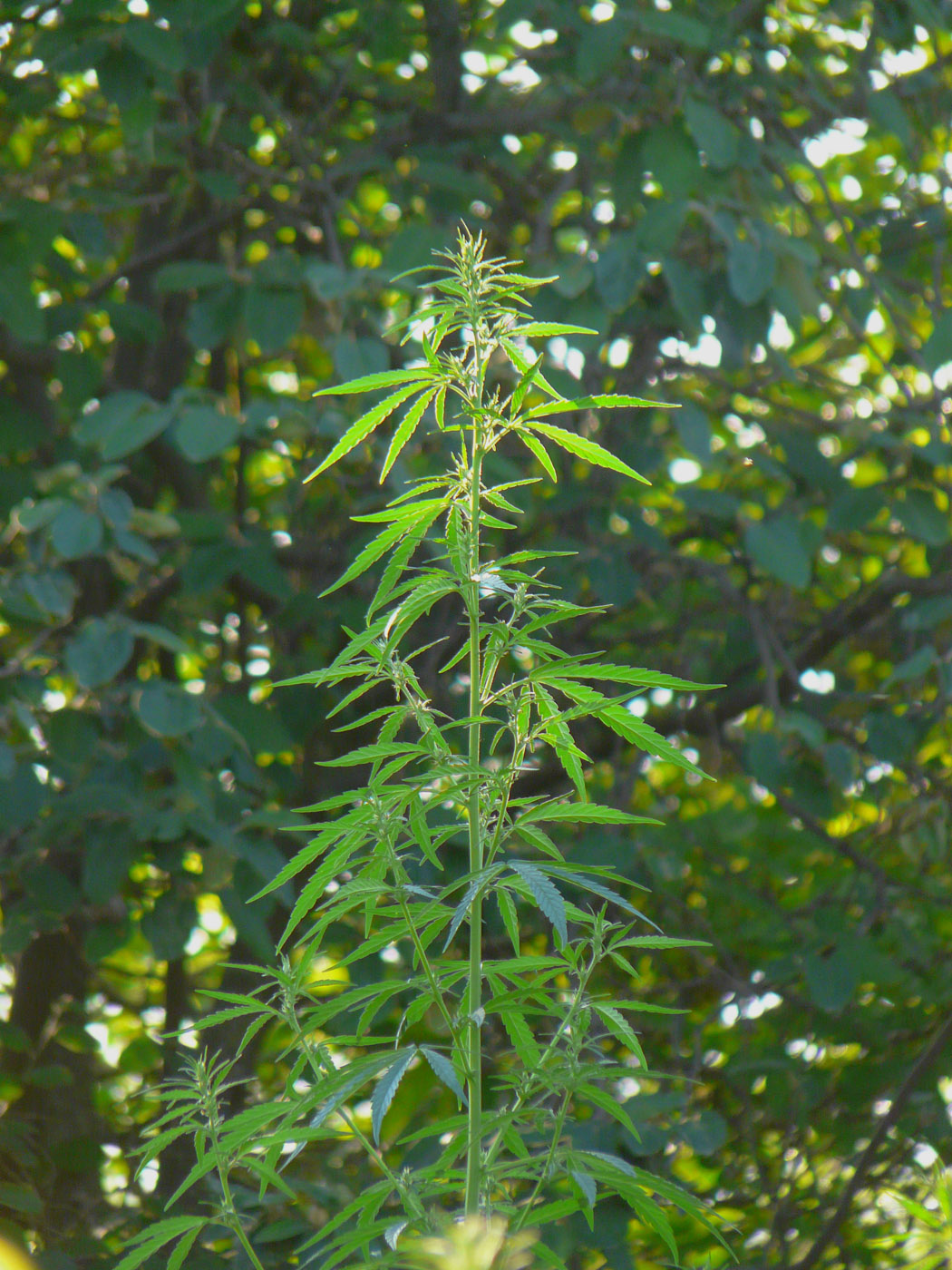 Image of Cannabis sativa var. spontanea specimen.